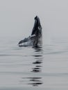 Humpback Whale Begins to Breach in Atlantic Ocean Royalty Free Stock Photo