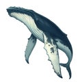 Humpback whale realistic isolated. Big gray whale.