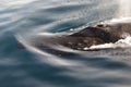 Humpback Whale Blow Hole - Greenland