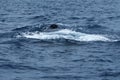 Humpback whale blow hole