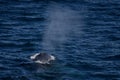 Humpback whale blow at South Georgia Island, near Drygalski Fjord