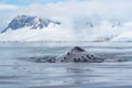 humpback whale blowing Royalty Free Stock Photo