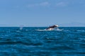 Humpback whale blowing