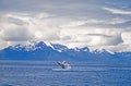 Humpback whale breach Royalty Free Stock Photo