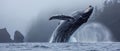 Humpback Whale Breach Majestic Marine Life Spectacle Offshore