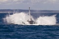 Humpback whale breach splash Royalty Free Stock Photo