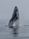 Humpback Whale Breaches in Atlantic Ocean Off Cape Cod Royalty Free Stock Photo