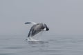 Humpback Whale Breaches in the Atlantic off Cape Cod Royalty Free Stock Photo