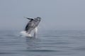 Humpback Whale Breaches Off Cape Cod
