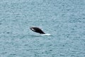 Jumping Humpback Whale in Arctic Ocean, Greenland Royalty Free Stock Photo