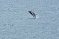 Jumping Humpback Whale in Arctic Ocean, Greenland Royalty Free Stock Photo