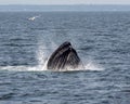 Humpback Whale - Breaches the Ocean Surface. Royalty Free Stock Photo