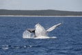 Humpback Whale Breaching Royalty Free Stock Photo