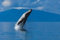 Humpback whale breaching in Alaska Royalty Free Stock Photo