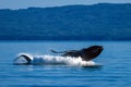 Humpback whale breaching in Alaska Royalty Free Stock Photo