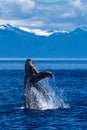 Humpback whale breaching in Alaska Royalty Free Stock Photo