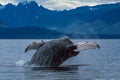 Humpback whale breaching in Alaska Royalty Free Stock Photo