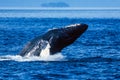 Humpback whale breaching in Alaska Royalty Free Stock Photo