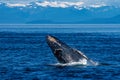 Humpback whale breaching in Alaska Royalty Free Stock Photo