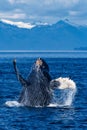 Humpback whale breaching in Alaska Royalty Free Stock Photo