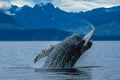 Humpback whale breaching in Alaska Royalty Free Stock Photo