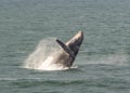 Humpback Whale breaching