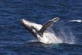 Humpback whale breaching in the Whitsundays Royalty Free Stock Photo