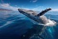 Humpback Whale Breaching in Blue Ocean Royalty Free Stock Photo