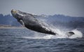 Humpback Whale Breaching Royalty Free Stock Photo