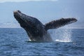 Humpback Whale Breaching