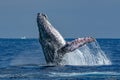 Humpback whale breaching in cabo san lucas Royalty Free Stock Photo