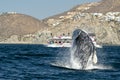 Humpback whale breaching in cabo san lucas