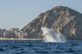 humpback whale breaching in cabo san lucas Royalty Free Stock Photo