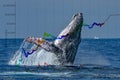 Breaching whale with stock market money cripto value bitcoin diagram flowchart