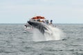 Humpback whale breaching, Cape Cod, Massachusetts Royalty Free Stock Photo