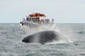 Humpback whale breaching, Cape Cod, Massachusetts Royalty Free Stock Photo