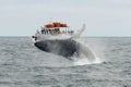 Humpback whale breaching, Cape Cod, Massachusetts Royalty Free Stock Photo