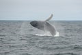 Humpback whale breaching, Cape Cod, Massachusetts Royalty Free Stock Photo