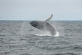 Humpback whale breaching, Cape Cod, Massachusetts