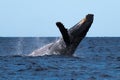 Humpback whale breaching near Lahaina Royalty Free Stock Photo
