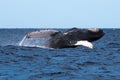 Humpback whale breaching near Lahaina in Hawaii Royalty Free Stock Photo