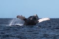 Humpback whale breaching near Lahaina in Hawaii. Royalty Free Stock Photo