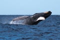 Humpback whale breaching near Lahaina in Hawaii. Royalty Free Stock Photo