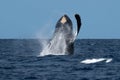Humpback whale breaching near Lahaina in Hawaii. Royalty Free Stock Photo