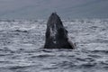 Humpback whale breaching near Lahaina in Hawaii. Royalty Free Stock Photo