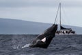 Humpback whale breaching near Lahaina in Hawaii. Royalty Free Stock Photo