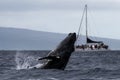 Humpback whale breaching near Lahaina in Hawaii. Royalty Free Stock Photo