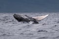 Humpback whale breaching near Lahaina in Hawaii. Royalty Free Stock Photo