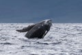 Humpback whale breaching near Lahaina in Hawaii. Royalty Free Stock Photo