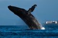 Humpback whale breaching near Lahaina in Hawaii. Royalty Free Stock Photo